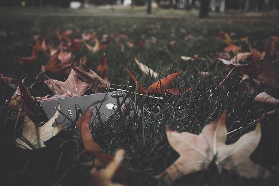 leaf photography during daytime, plant part, autumn, leaves, dry HD wallpaper