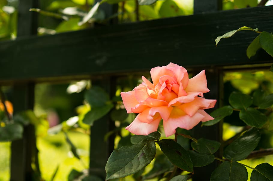 pink, rose, flower, plant, flowering plant, beauty in nature HD wallpaper
