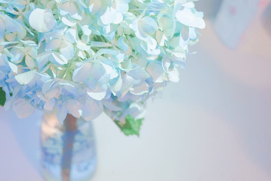 hydrangeas, flower, sky blue, blue flower, vase, flowering plant HD wallpaper