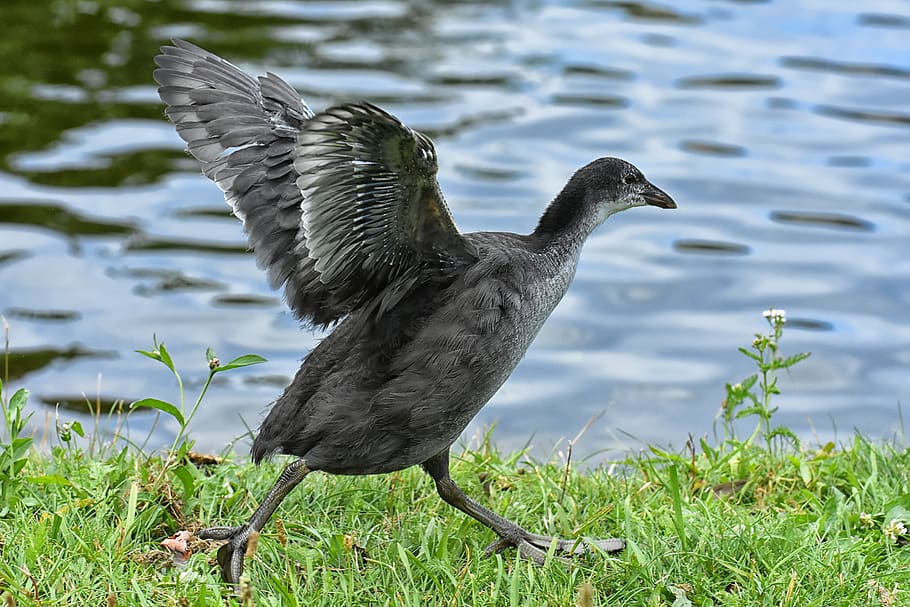 coot, chicks, wing, waters, nature, waterfowl, young, plumage HD wallpaper