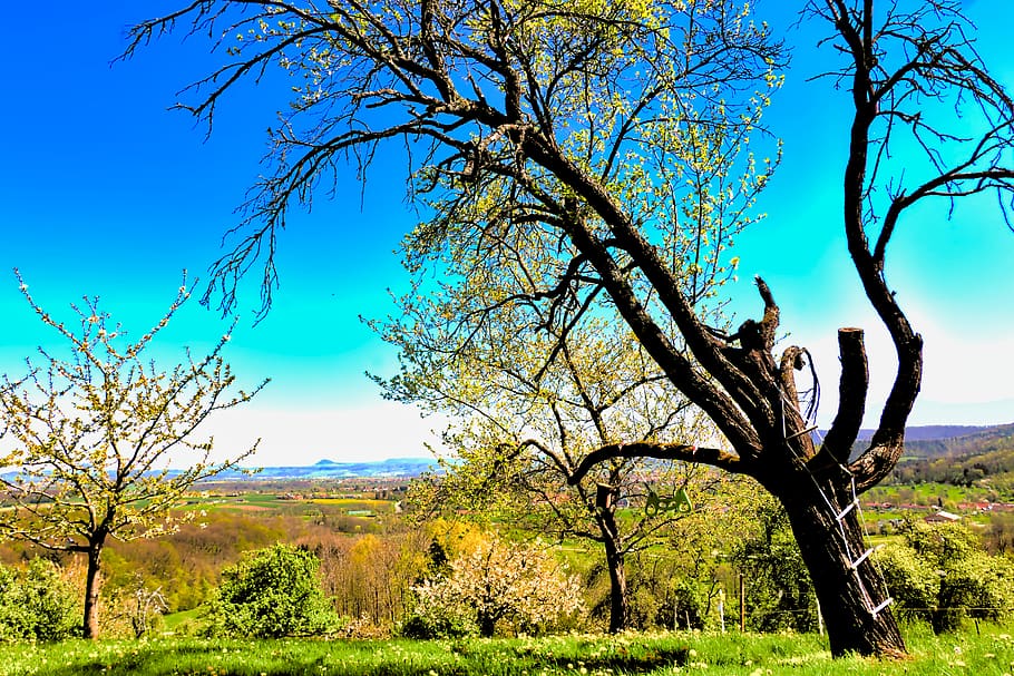 tree, plant, sky, blue, tranquility, beauty in nature, branch HD wallpaper