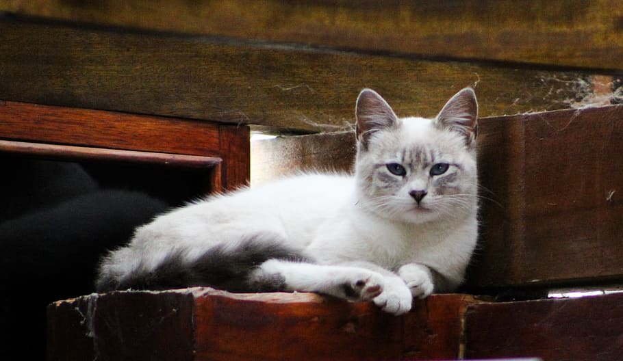 ecuador, quito, cat, mammal, pets, one animal, domestic, domestic cat HD wallpaper