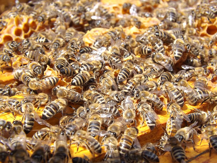 Swarm of Honey Bee, beekeeping, bees, busy, colony, honeybees HD wallpaper