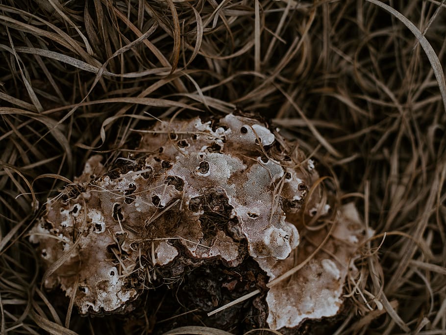 plant, nature, close-up, land, no people, field, high angle view HD wallpaper