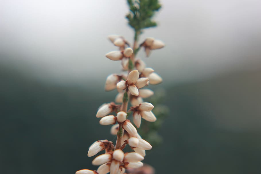 white petaled flower, plant, close-up, growth, no people, nature HD wallpaper