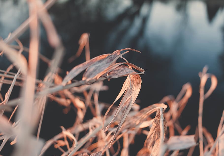 brown grass photography, plant, animal, bird, food, produce, vegetable HD wallpaper