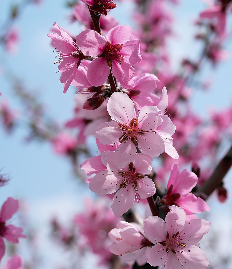 flower, spring, nature, beautiful, bee, pink, flowers, plants HD wallpaper