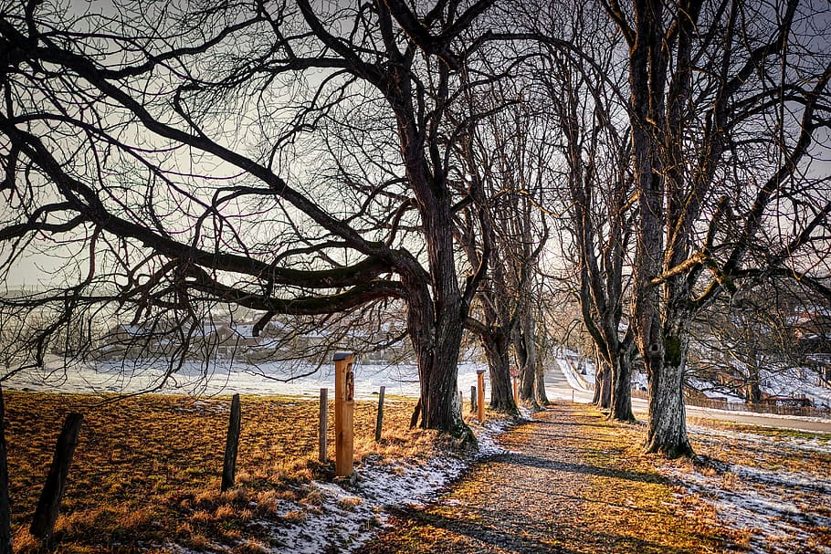 away, winter, nature, cold, landscape, tree, mood, snow, hill HD wallpaper