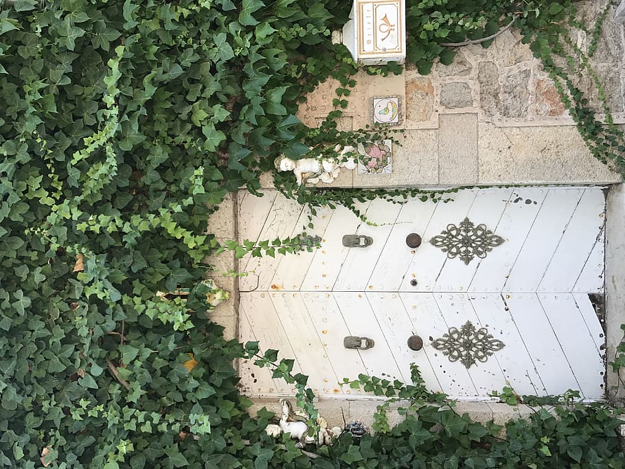 spain, majorca, plant, growth, green color, no people, day HD wallpaper
