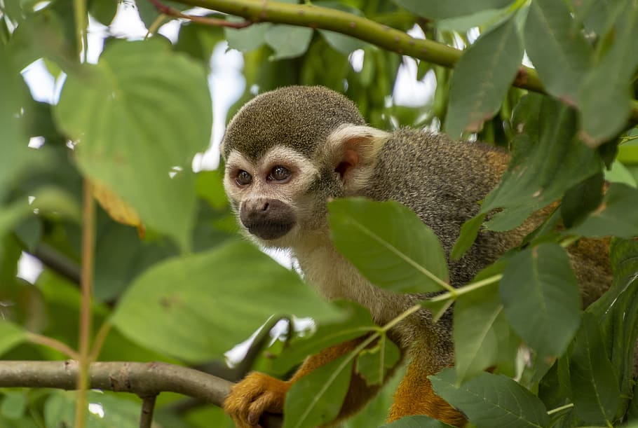 monkey, tree, animal, mammal, cute, primate, small, zoo, forest, HD wallpaper