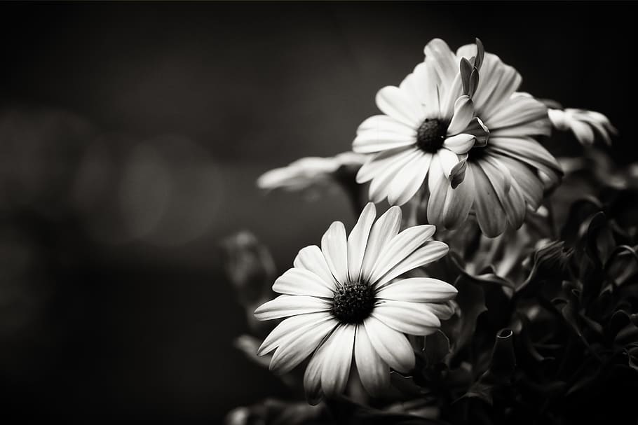 flower, forest, flowering plant, vulnerability, fragility, petal HD wallpaper