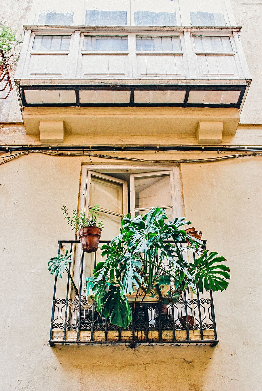Photo of Green Leafed Plants, architecture, balcony, Big leaf HD wallpaper