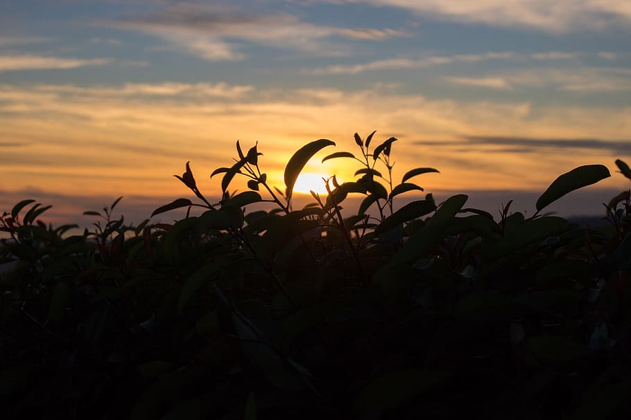 Silhouette Photography Of Plant During Golden Hour, backlit, clouds HD wallpaper