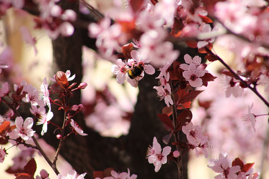 flowers, spring, bee, tree, rosa, macro, flowering plant, freshness HD wallpaper