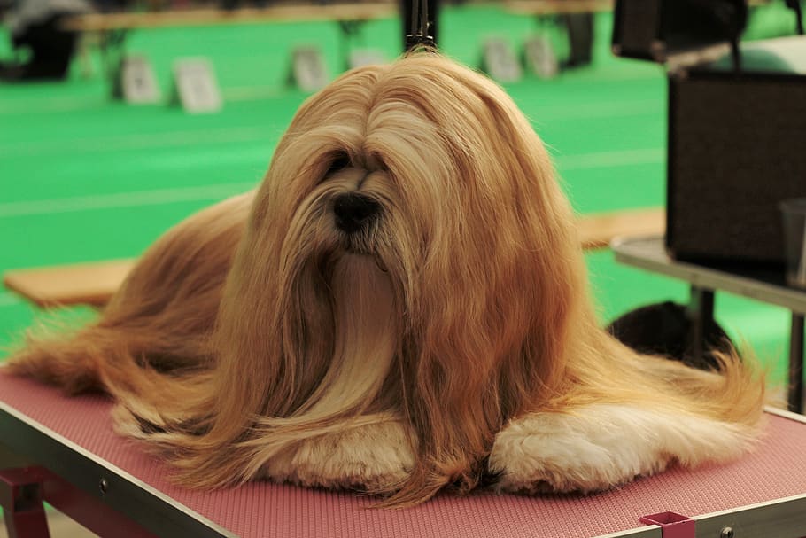 dogshow, lhasa apso, pet, remote access, dog breed, her, portrait, HD wallpaper