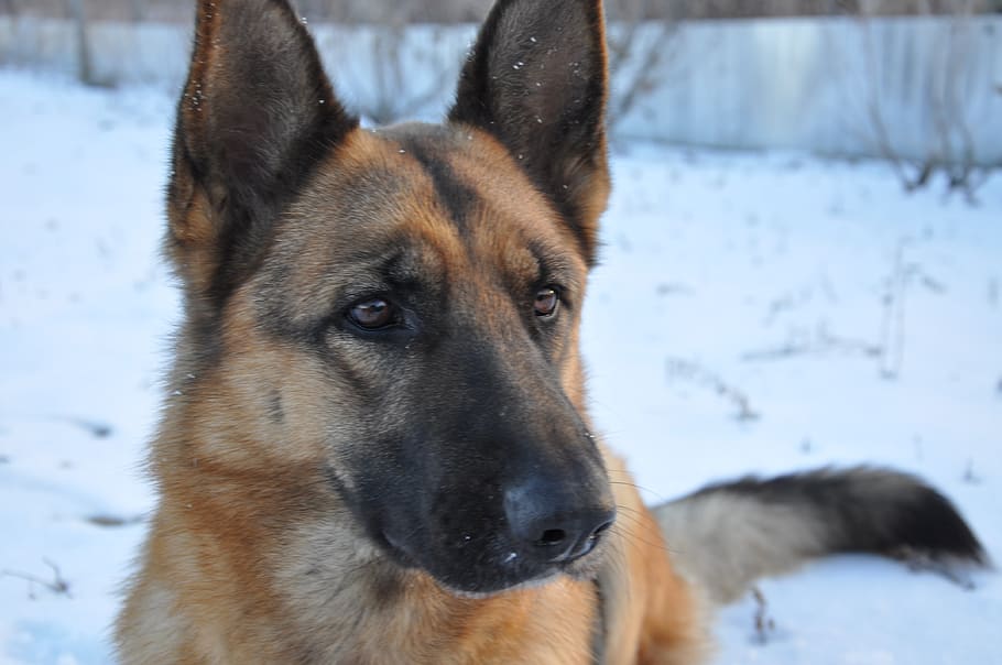 dog, training, home, shepherd, nose, animal, mammal, smart HD wallpaper