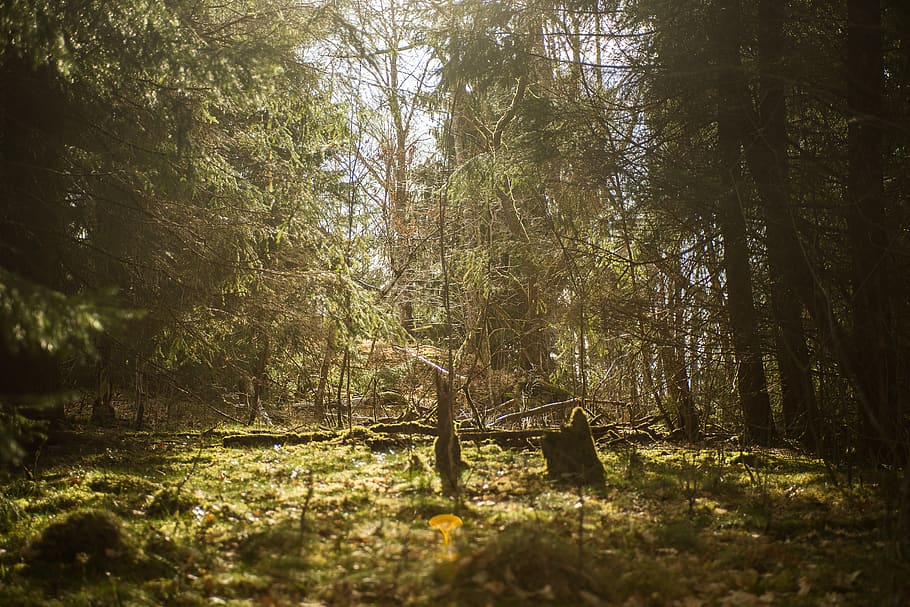 trees, forest, green, nature, wilderness, sun, woods, branches HD wallpaper
