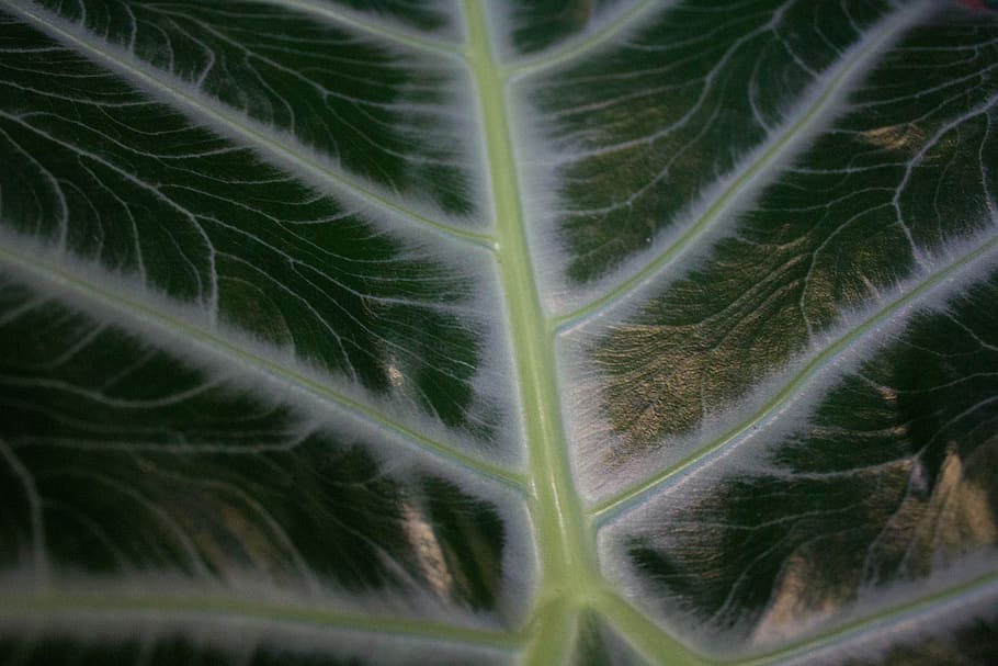 texture, plant, green, leaf, nature, pattern, plants, leaves HD wallpaper