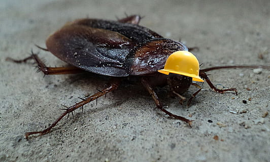 cockroach, insect, pest, helmet, vermin, bug, disgusting, scary HD wallpaper