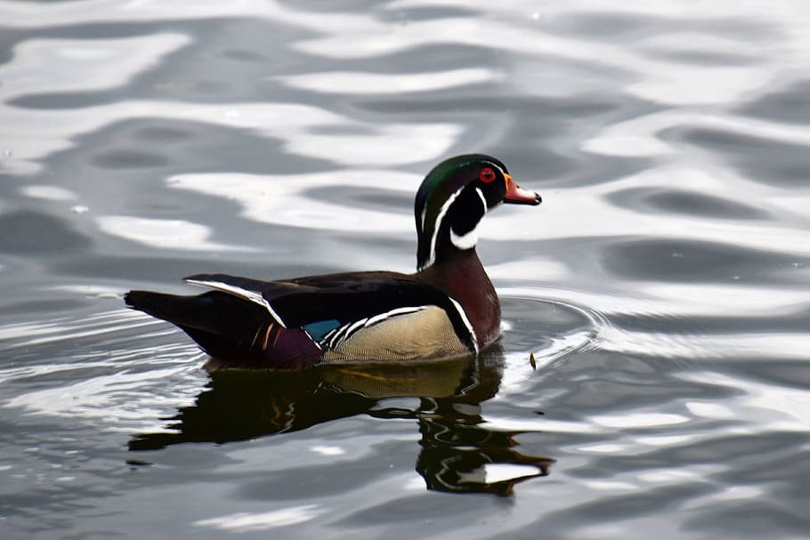 canada, toronto, animal wildlife, animal themes, animals in the wild HD wallpaper
