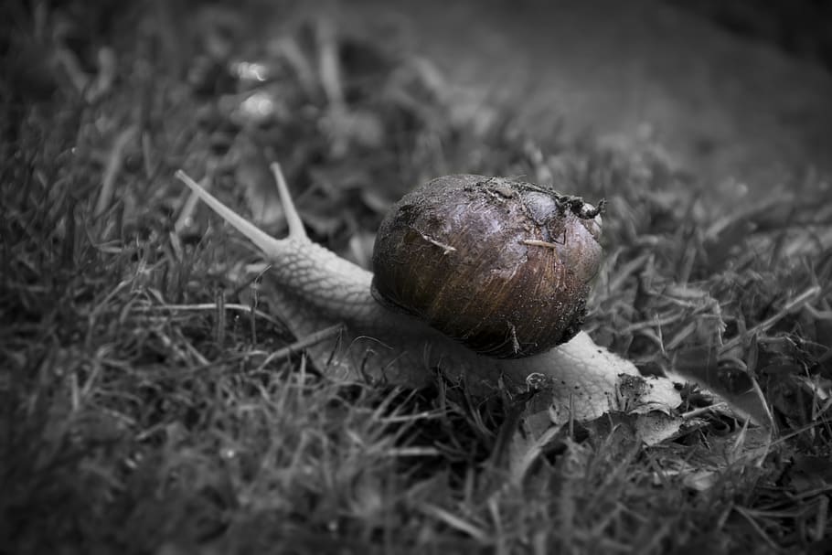 snail, grass, lawn, nature, shell, garden, land, field, close-up HD wallpaper