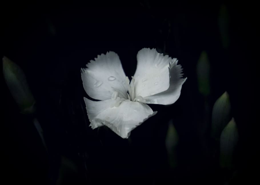 flower, kashmir, dark, bokeh, depth, night, black, white, bud HD wallpaper