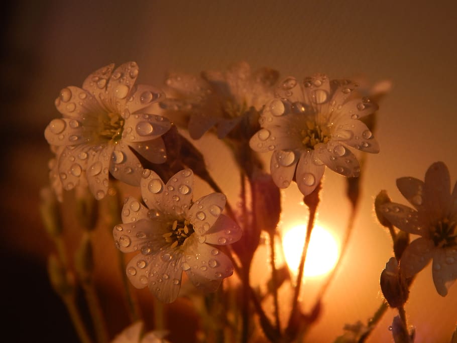 flower, mood, romantic, the background, happiness, beautiful HD wallpaper