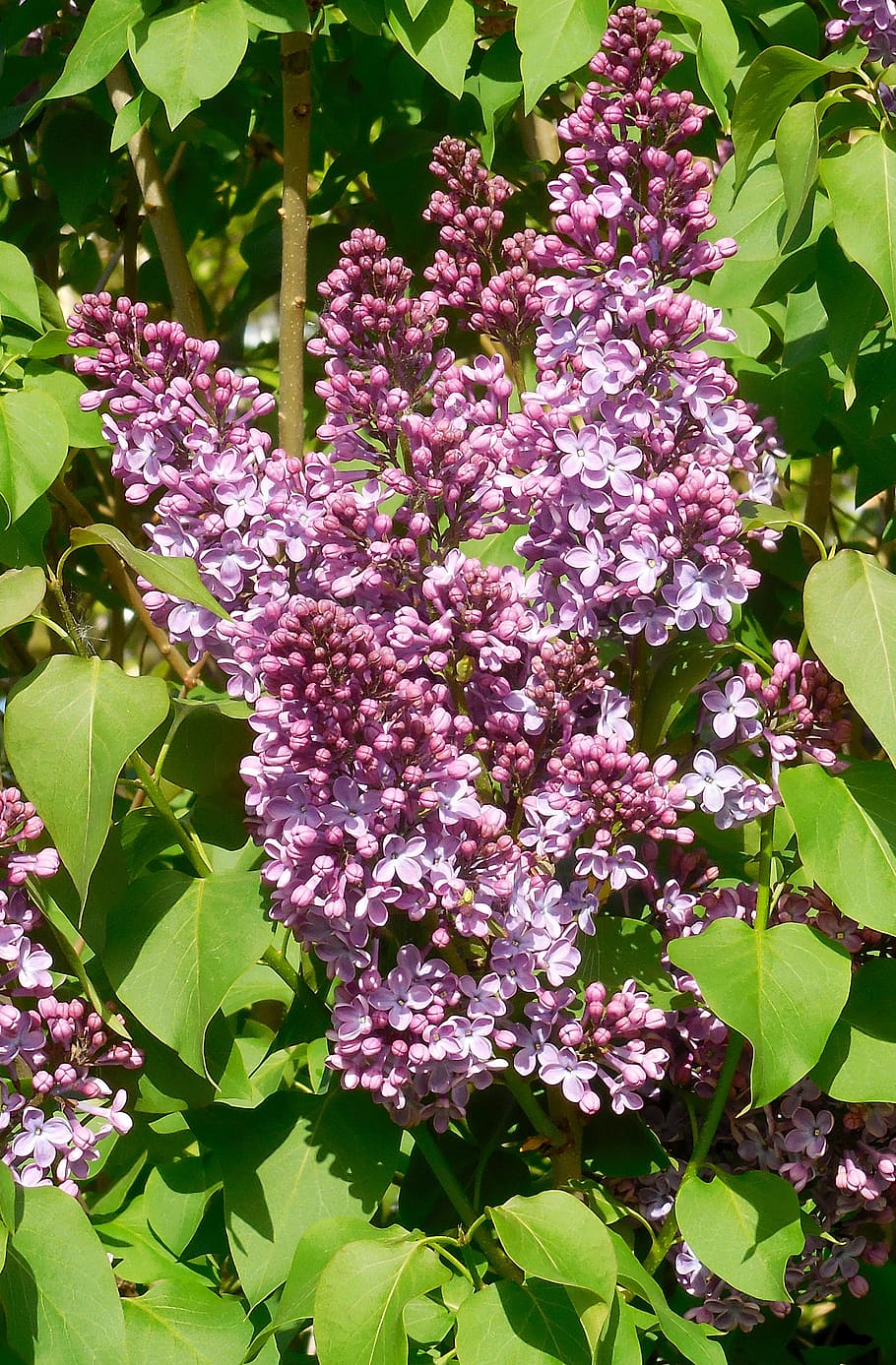 spring, lilac, syringa, flowers, garden, flowering plant, freshness, HD wallpaper