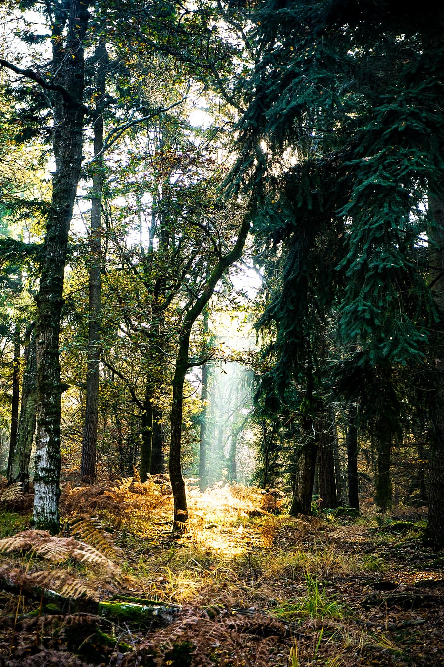 Trees in the forest, nature, plant, vegetation, outdoors, land HD wallpaper