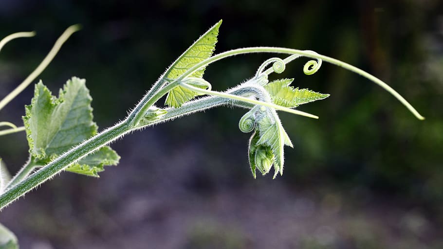 nepal, kathmandu, leaf, plant part, focus on foreground, close-up HD wallpaper