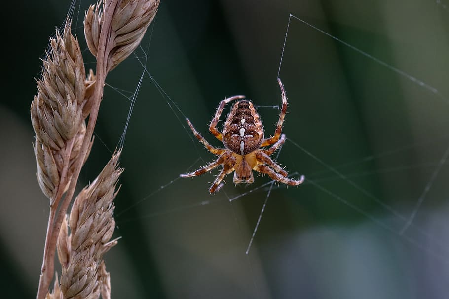 brown spider on web, arachnid, animal, invertebrate, insect, garden spider HD wallpaper
