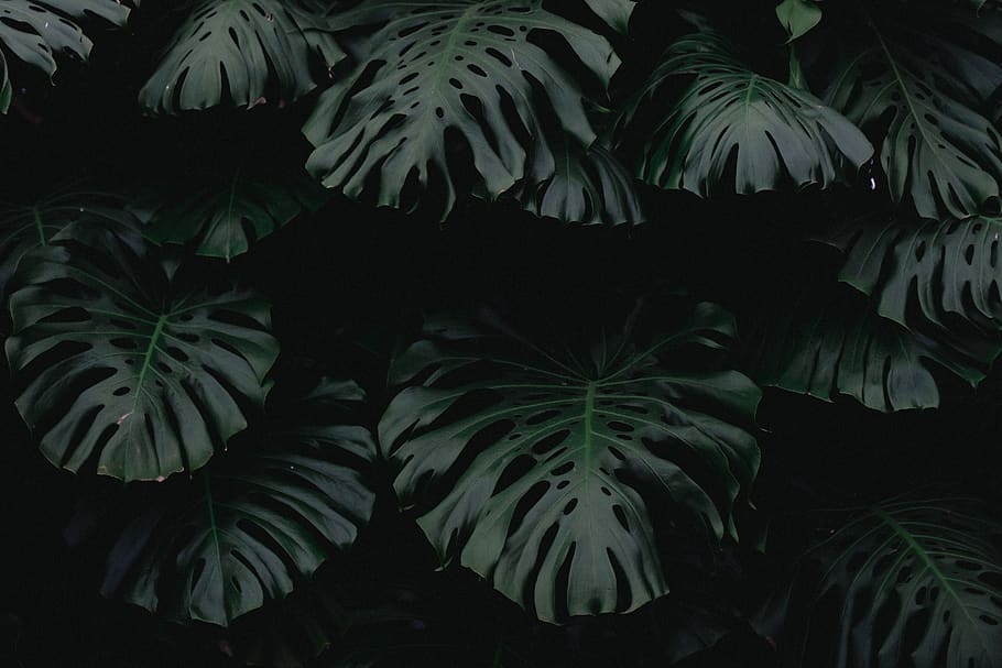 dark, green, leaf, plant, nature, blur, outdoor, growth, plant part HD wallpaper