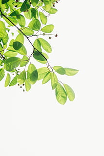 green flowering plant, leaf, tree, lime, white, sky, forest, leaves HD wallpaper