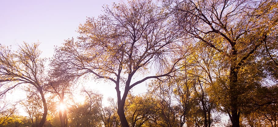trees, forest, sunset, light, plant, beauty in nature, sky HD wallpaper