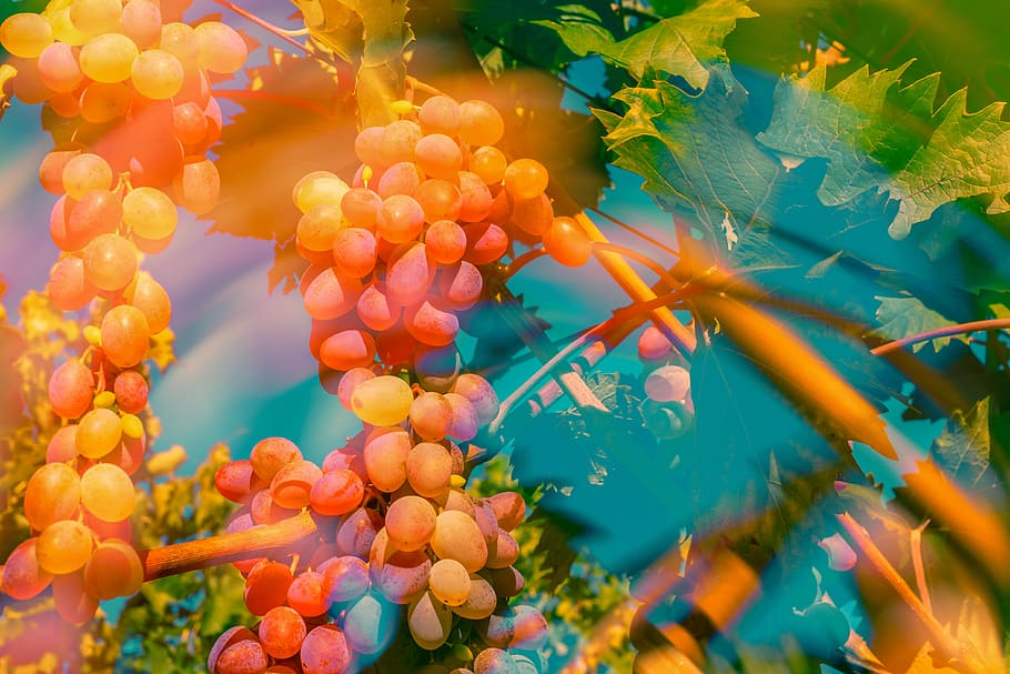 grapes, double exposure, fruit, multi coloured, pop, ripe, sweet HD wallpaper