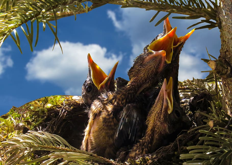 Four Black Chicks in Nest, bird's nest, blackbirds, clouds, hunger, HD wallpaper