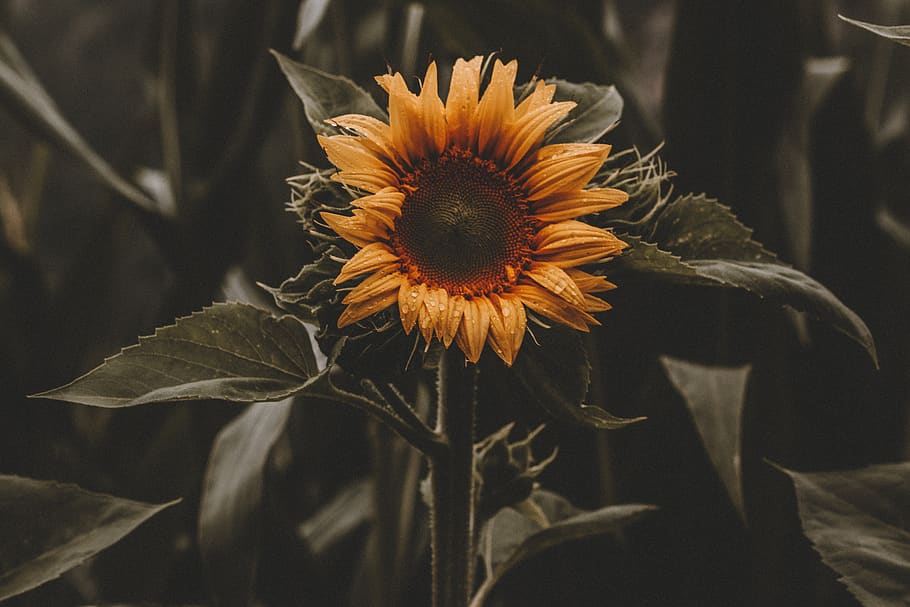 Sunflower Photography, beautiful, bloom, blooming, blossom, bright HD wallpaper