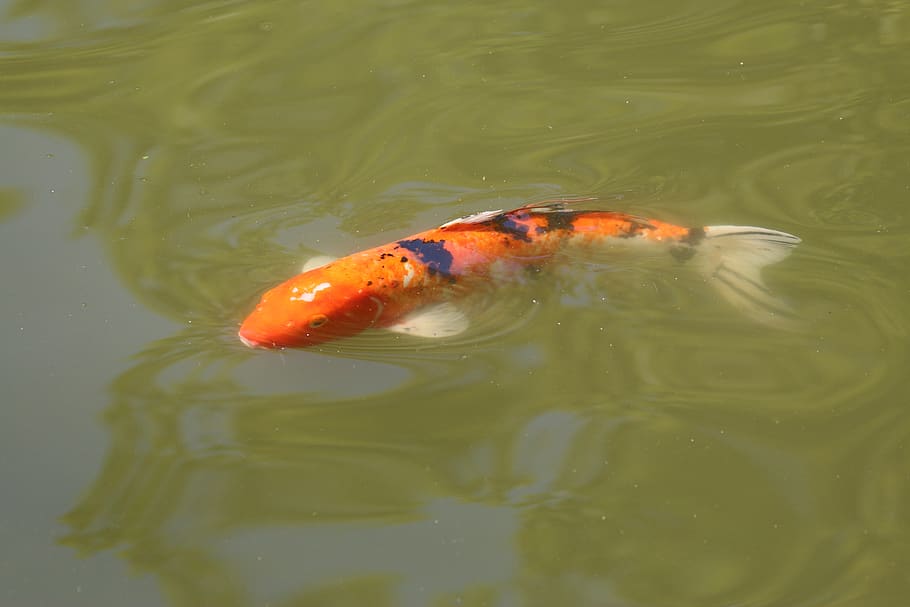 goldfish, water, animal, animals in the wild, animal themes HD wallpaper