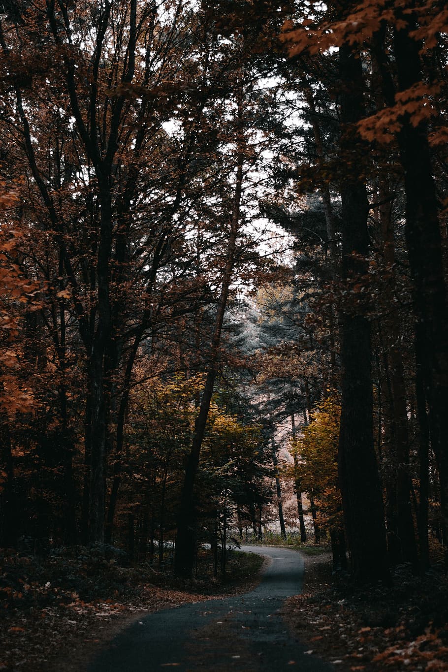 gray asphalt road in forest, tree, plant, land, tranquility, nature HD wallpaper
