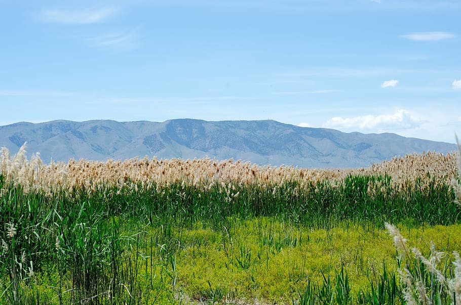 field, mountains, beauty in nature, plant, scenics - nature HD wallpaper