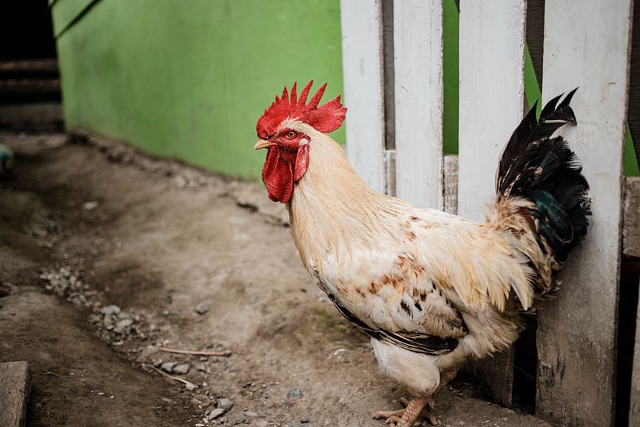 white rooster outside, livestock, domestic animals, chicken - bird HD wallpaper