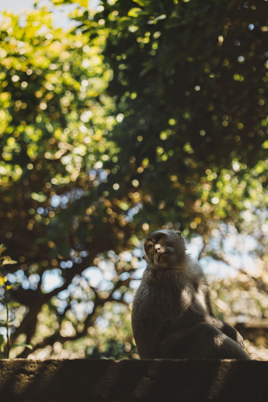 tree, trees, branches, eyes, ears, fur, hands, monkey, expression HD wallpaper