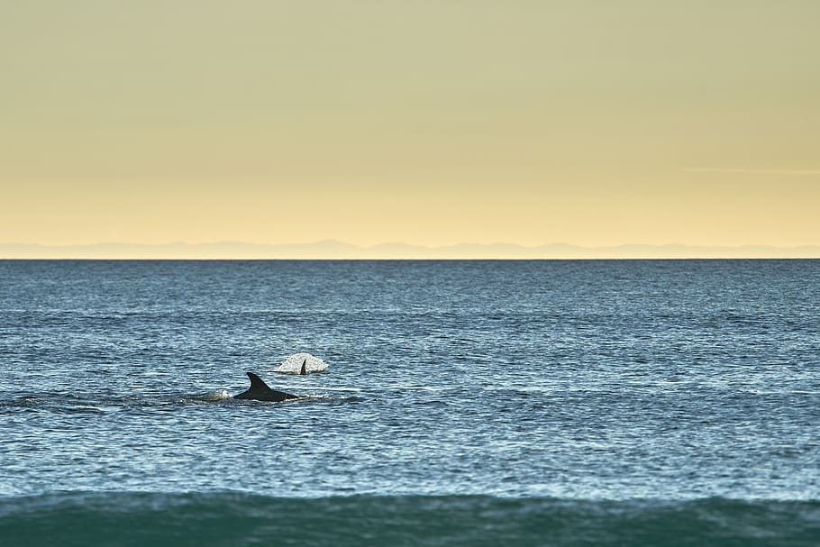 dancing orca whale, coast, dolphin, wallpaper, ocean, water, sea, HD wallpaper