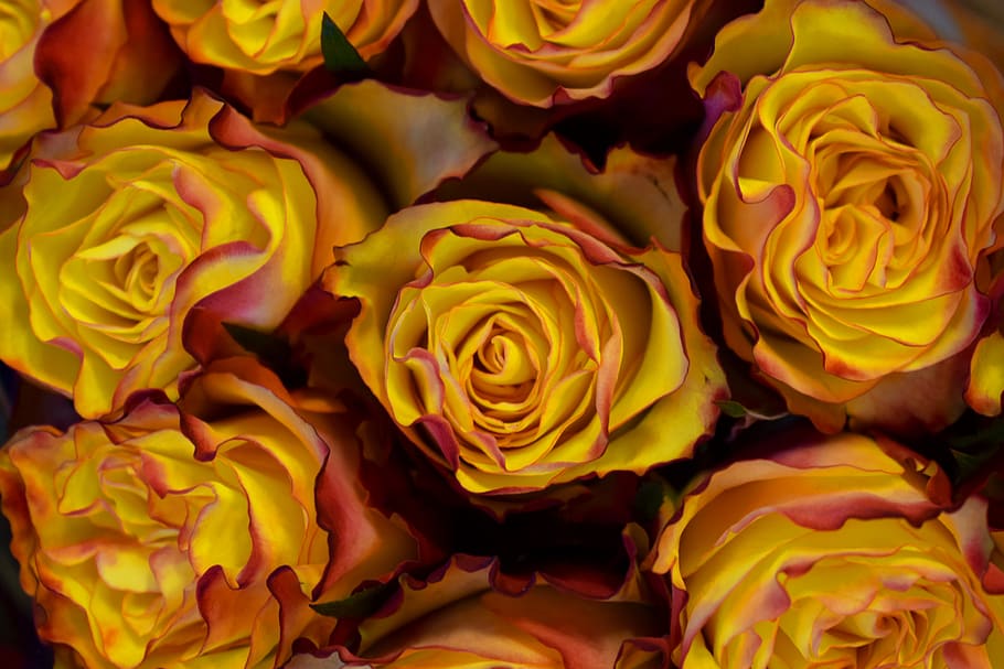 yellow rose, flower, flowering plant, beauty in nature, petal HD wallpaper
