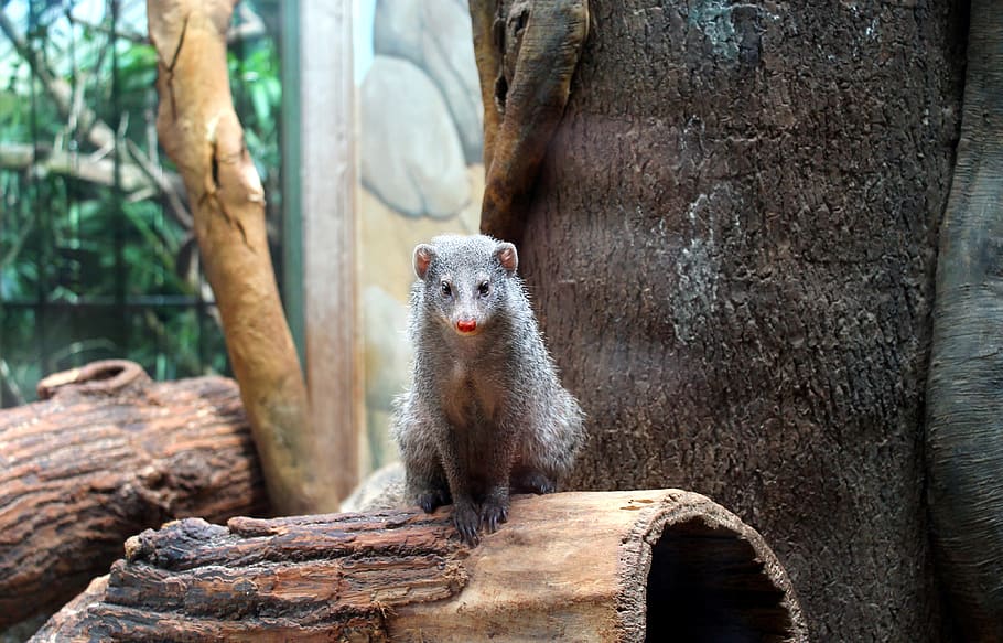 mongoose, rodent, animal, cute, mammal, central park zoo, wildlife, HD wallpaper