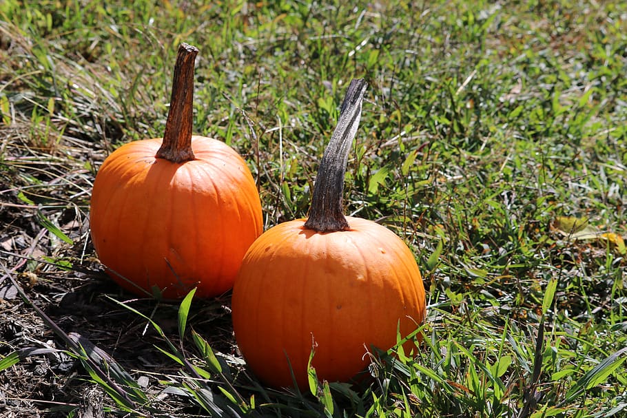 fall, trees, landscape, pumpkin, food, food and drink, vegetable HD wallpaper
