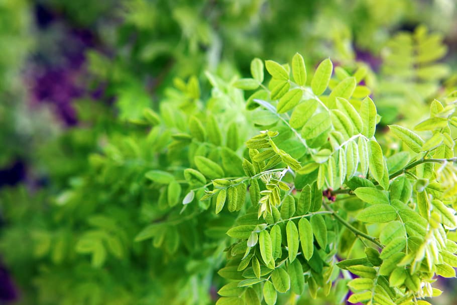 leaf, green, forest, leaves, plant, close-up, garden, branch HD wallpaper