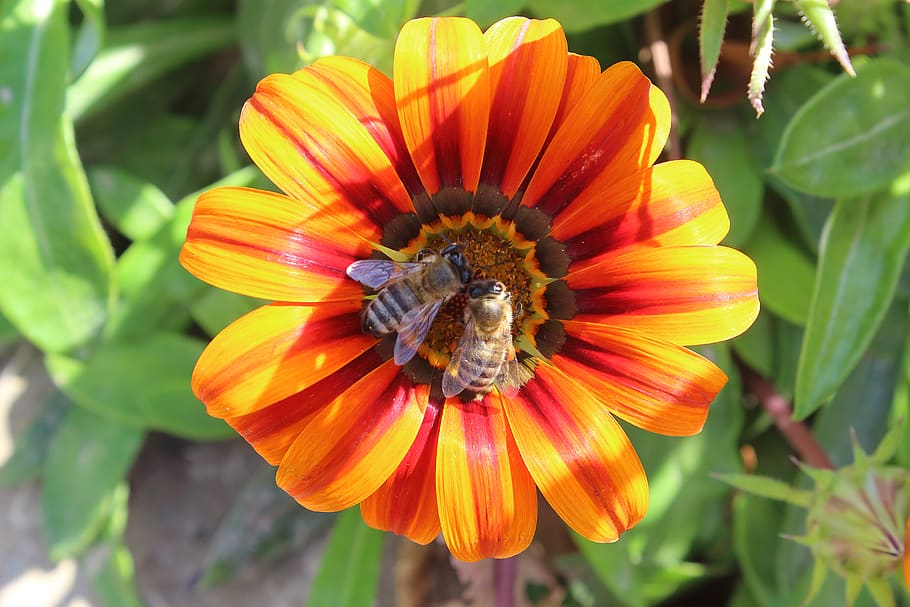 flowers, bees, pollen, bloom, flowering plant, fragility, vulnerability HD wallpaper