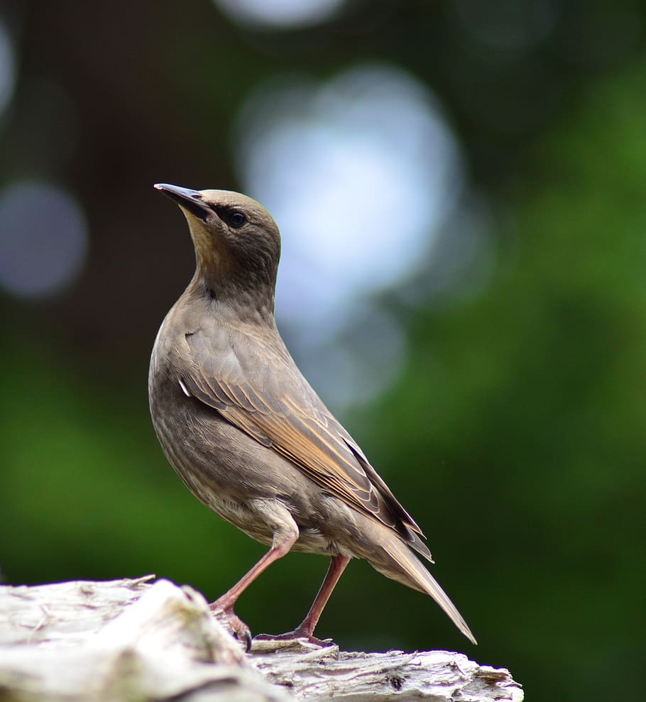 brown bird, animal, finch, beak, anthus, blackbird, agelaius HD wallpaper