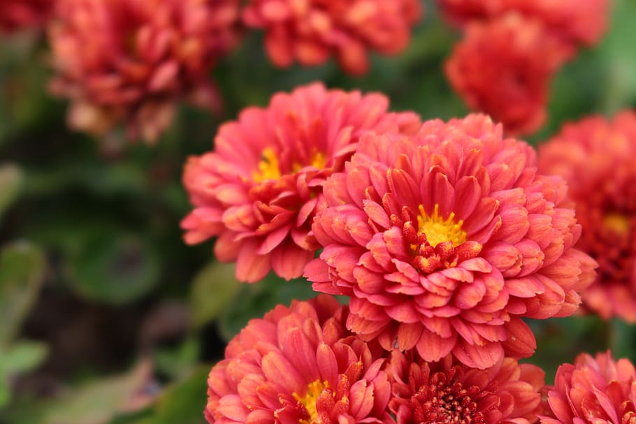 flowers, red, nature, spring, petal, romantic, close, garden HD wallpaper